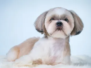 What Were Shih Tzus Bred For? History of the Breed