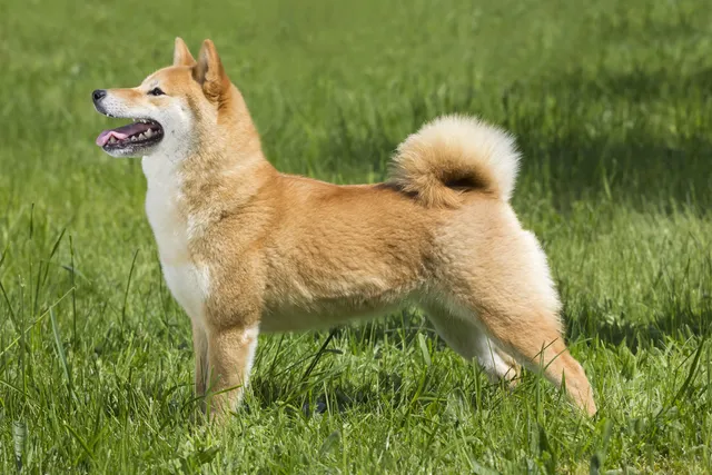 How Smart Is a Shiba Inu? Vet-Verified Facts & FAQ
