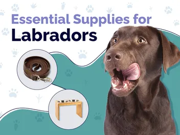 20 Essential Labrador Supplies to Get You Started: 2026 Guide