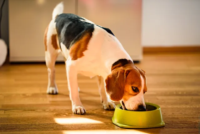 Do You Have a Food-Obsessed Dog? 10 Vet Approved Tips On How To Work Through It