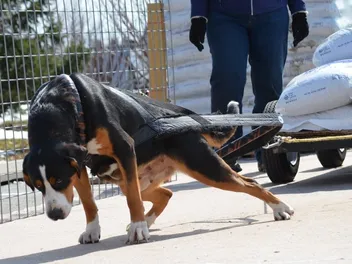 Dog Weight-Pulling – Enrichment or Exploitation