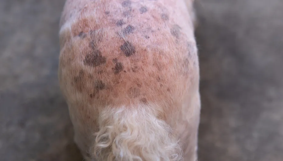 closeup Senior Poodle dog butt with blackspot and redness or rash irritation skin problems