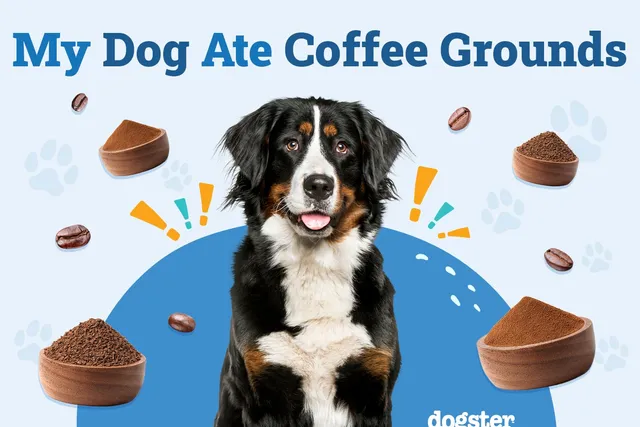 My Dog Ate Coffee Grounds: What Should I Do? Our Vet Answers