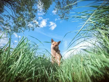 Can Dogs Be Allergic to Grass? (Vet Answer)