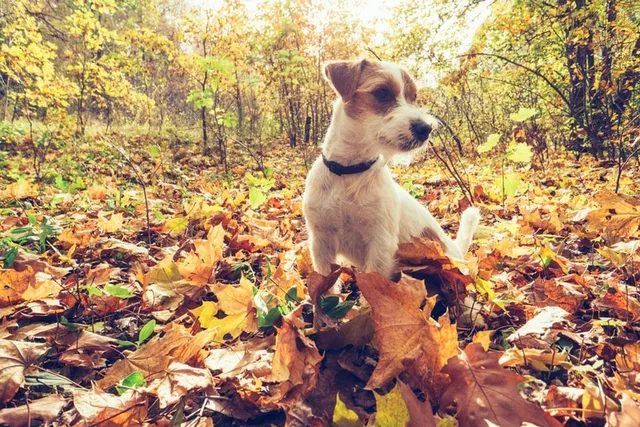 Can Dogs Safely Jump in Piles of Leaves? Vet Approved Facts & Safety Tips