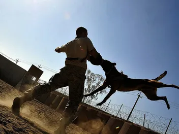 How Much Do Service Dog Trainers Make? 2026 Salary Overview