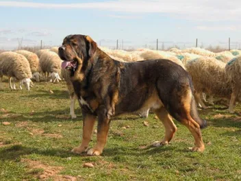 Spanish Mastiff: Dog Breed Info, Pictures, Care, Traits & More