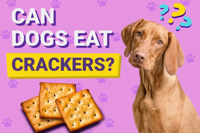 Can Dogs Eat Crackers? Vet-Reviewed Facts & FAQ