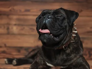 Can Dogs Be Allergic to Humans? The Surprising Vet Answer