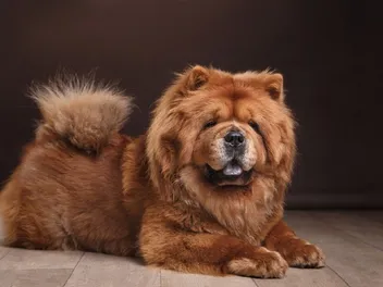 13 Dog Breeds That Don’t Need a Lot of Exercise (With Pictures)