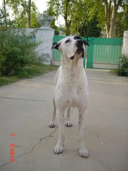 13 months old Male Bully Kutta