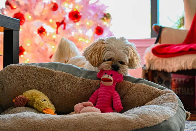 Why Do Dogs Like Squeaky Toys? Vet Approved Facts & Safety Tips