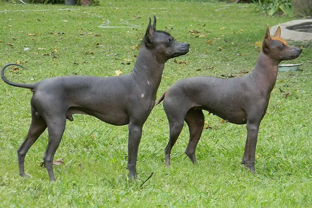 Argentine Pila Dog Breed: Info, Pictures, Traits, Care Guide & More