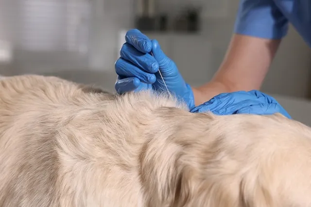 Acupuncture for Dogs: Pros, Cons, Benefits & Risks (Vet Answer)