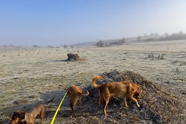 Keeping the Peace in a Multi-Dog Household: Lava, Hela & Lajka Make It Work
