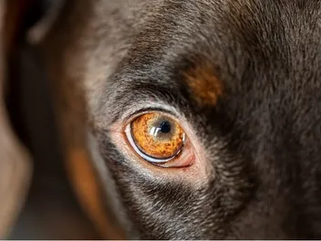 Iris Atrophy in Dogs: Vet-Reviewed Causes, Signs, & Care