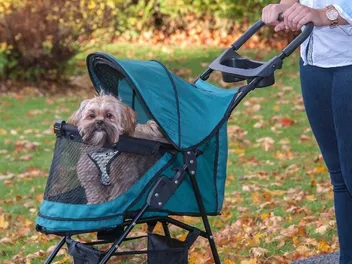 10 Best Dog Strollers in 2026 - Reviews & Top Picks