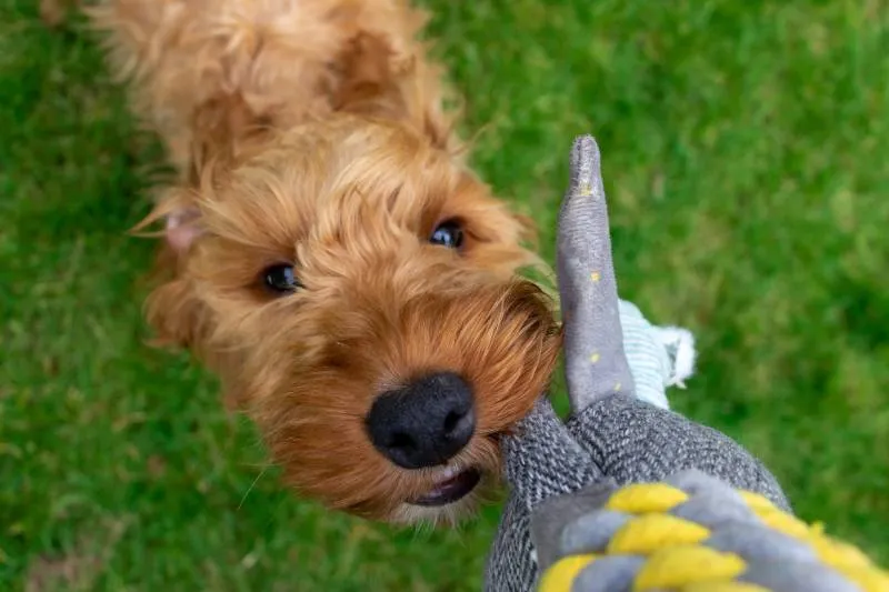 can dogs have stds