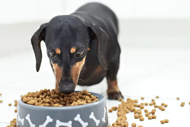 How Much Should a Dachshund Eat in a Day? Adult & Puppy Feeding Guide