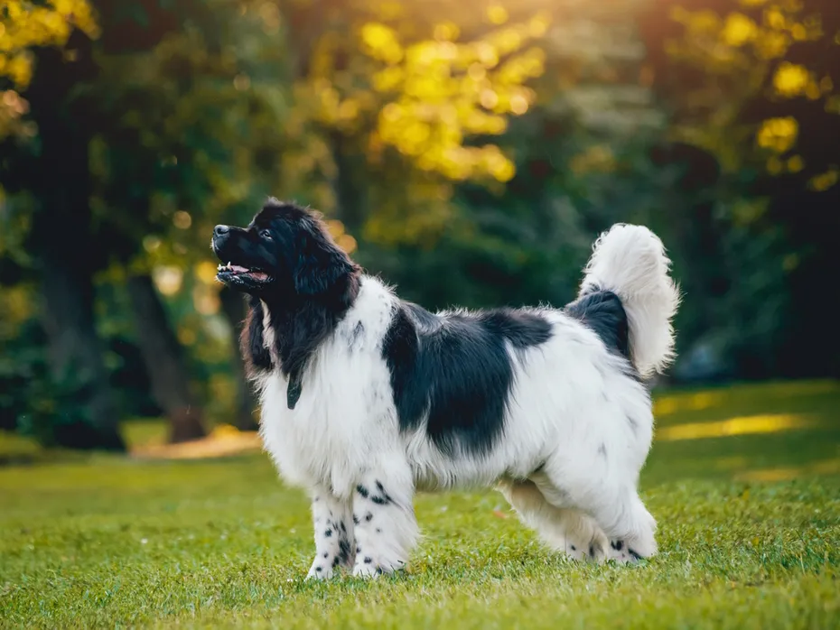 Newfoundland-dog-standing-in-the-grass