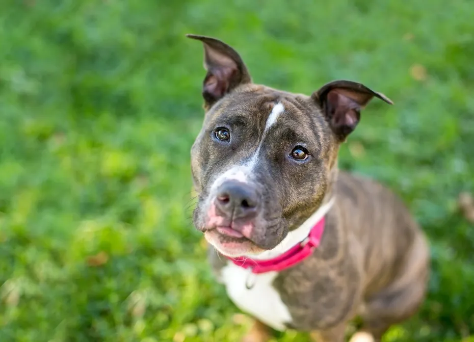 brindle and white Pit Bull Terrier dog looking up at the camera