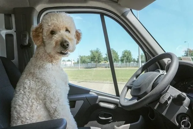 Double Doodle (Golden Doodle & Labradoodle Mix): Info, Pictures & Care