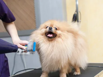 How to Groom a Pomeranian: 9 Vet-Verified Tips