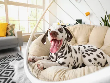 Is a Dalmatian a Good Apartment Dog? Vet-Reviewed Care Requirements & Training Tips