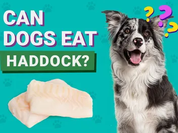 Can Dogs Eat Haddock? Vet-Approved Nutritional Facts & FAQ