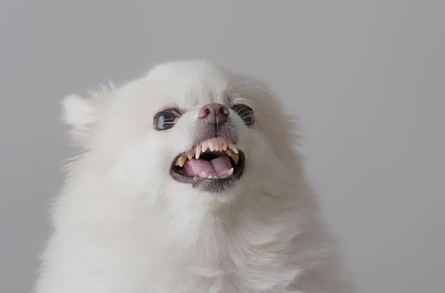 How Aggressive Are Pomeranians? Vet Reviewed Facts & FAQ