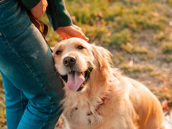 Why Is the Golden Retriever So Popular? 10 Main Reasons