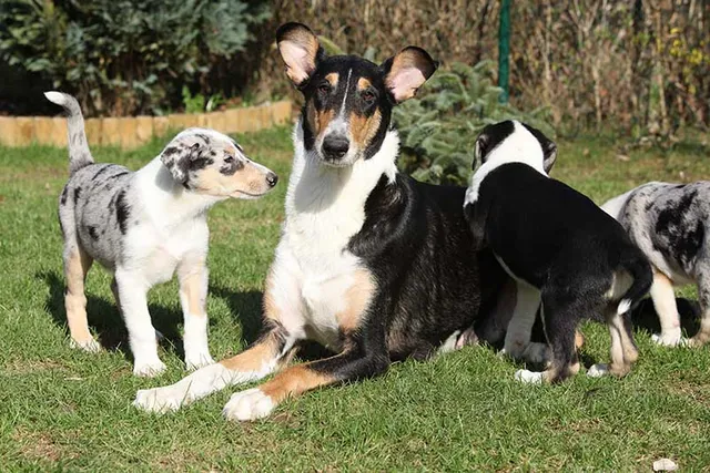Popular Sire Syndrome in Dog Breeding & Consequences Explained