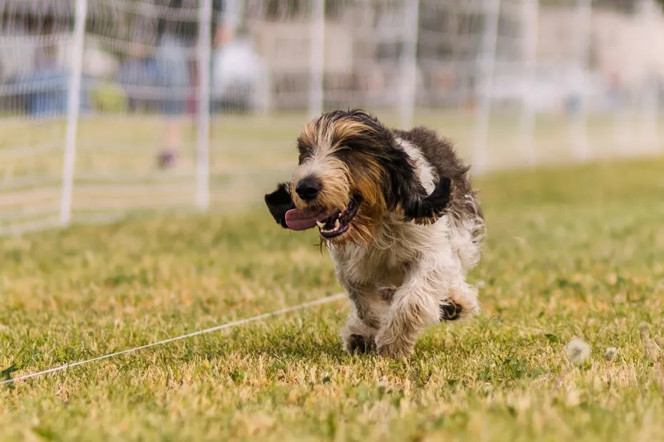 happy and excited Petit Basset Griffon Vendeen running dog sports
