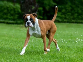 Boxer Dog Breed: Info, Pictures, Traits & Temperament