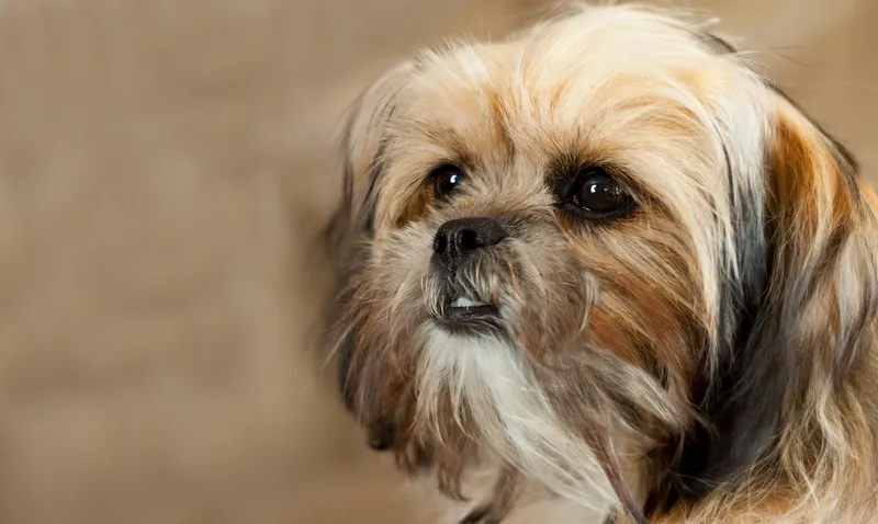 Shorkie side view