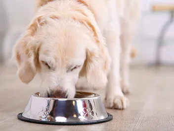 10 Best Dog Foods for Skin and Coat in 2026 - Reviews & Top Picks