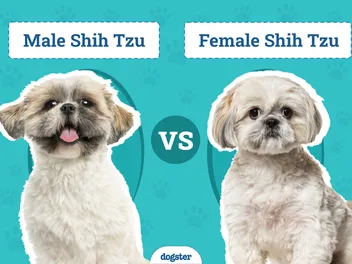 Male vs Female Shih Tzus: What’s the Difference (With Pictures)