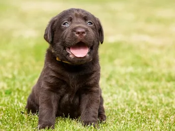When Do Puppies Start Barking? Vet-Reviewed Facts & Tips