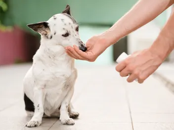 10 Best Dog Supplements In 2026 - Reviews & Top Picks