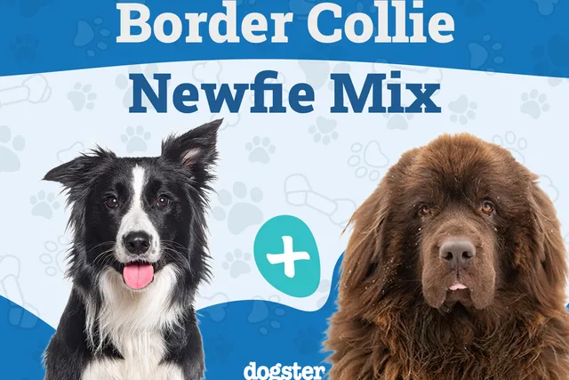 Border Newfie (Newfoundland Dog Border Collie Mix): Info, Pictures, Care & More