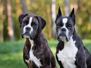 Ear Cropping in Dogs & Why It’s Bad: Vet-Verified Facts