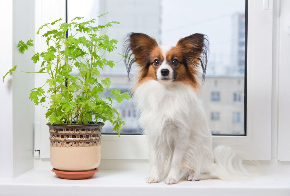 Papillon sitting in the windowsill next to a plant