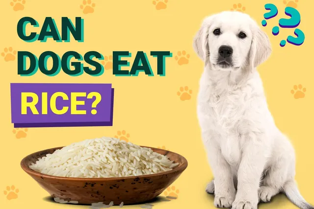 Can Dogs Eat Rice? Vet-Verified Nutrition Facts, Benefits & Risks