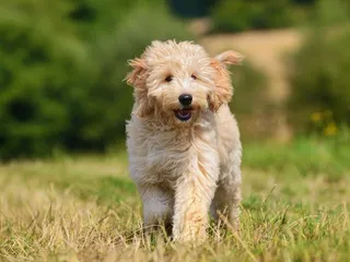 3-Month-Old Puppy: Vet Approved Guide of What to Expect