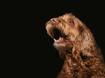 Why Is My Dog Excessively Barking? 5 Common Reasons & How to Stop It