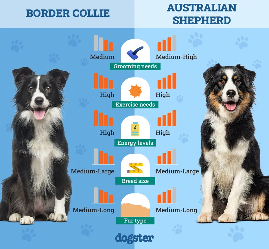 Dogster_Side by Side Comparison_ Border Collie vs Australian Shepherd