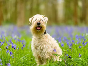 10 Best Dog Foods for Wheaten Terriers in 2026 - Reviews & Top Picks