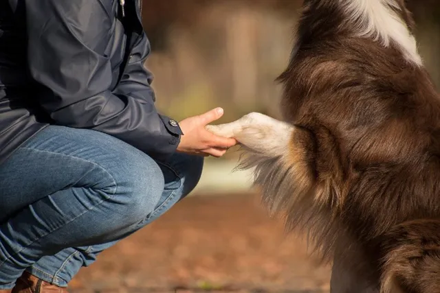 Five Freedoms of Animal Welfare: Vet-Approved Explanation and Info