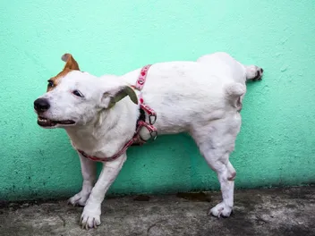 How to Get Rid of Dog Urine Smell Outside: 3 Easy Steps