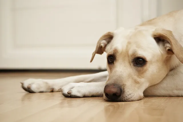 Do Dogs Feel Guilty? Understanding Dog Behavior & Emotions